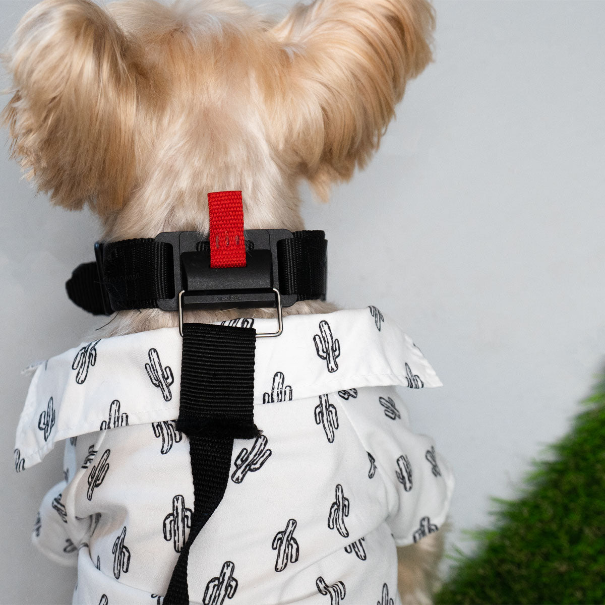 Adjustable Magnetic Dog Collar & Leash - MYCLEVERLIFE